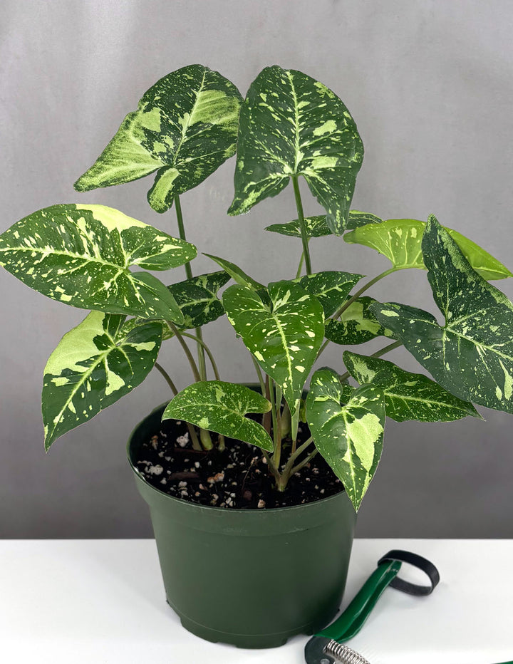 Syngonium Panda Galaxy