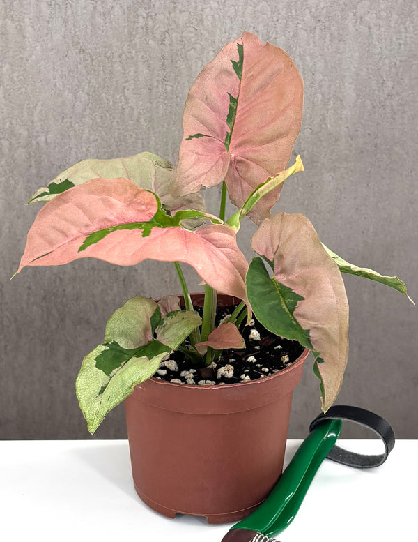Syngonium Pink Lava - Plant Proper - 3" Pot