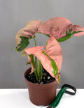 Syngonium Pink Lava - Plant Proper - 3" Pot