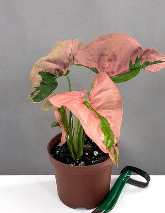 Syngonium Pink Lava - Plant Proper - 3" Pot