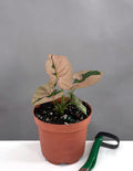 Syngonium Pink Lava - Plant Proper - 3" Pot