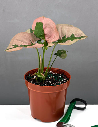 Syngonium Pink Lava - Plant Proper - 4" Pot