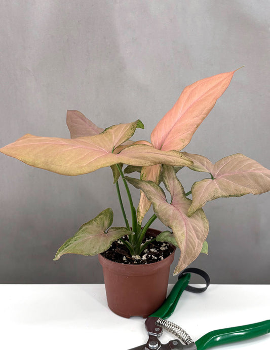 Syngonium Pink Perfection - Plant Proper - 3" Pot