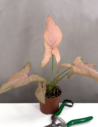 Syngonium Pink Perfection - Plant Proper - 3" Pot