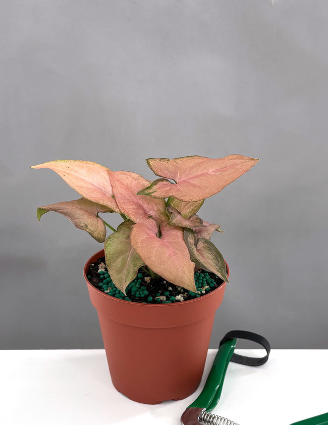 Syngonium Pink Perfection - Plant Proper - 4" Pot