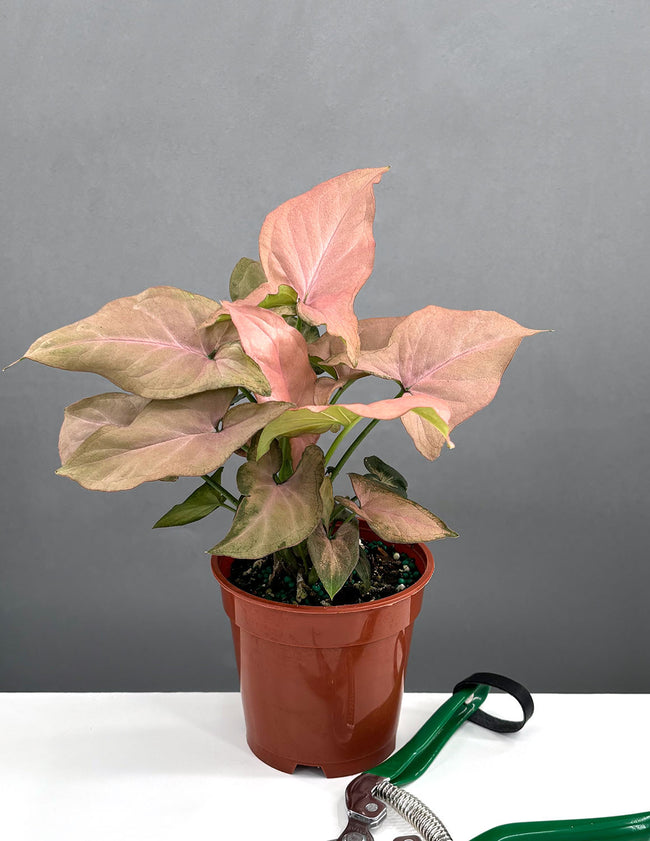Syngonium Pink Perfection - Plant Proper - 4" Pot