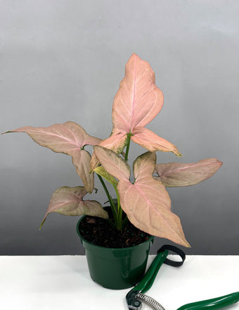 Syngonium Pink Perfection - Plant Proper - 4" Pot