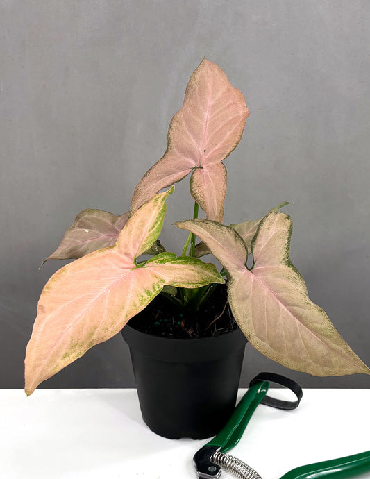Syngonium Pink Perfection - Plant Proper - 4" Pot