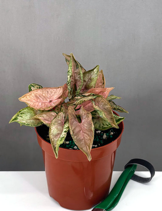 Syngonium Pink Rolli - Plant Proper - 4" Pot