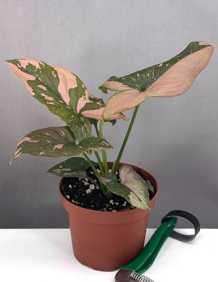 pink stem indoor plant Syngonium Pink Splash Arrowhead House Plant 6cm Pot