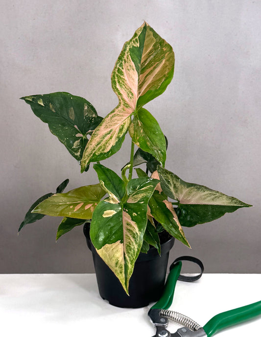 Syngonium Pink Splash - Plant Proper - 4" Pot