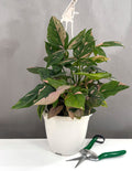 Syngonium Pink Splash - Plant Proper - 6" Hanging Pot