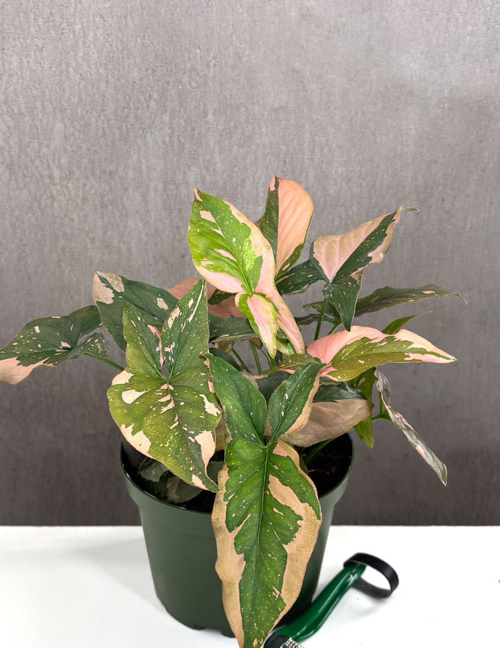 syngonium hanging plant Syngonium Pink Splash Arrowhead House Plant 6cm Pot