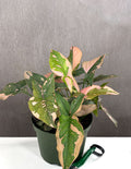 Syngonium Pink Splash - Plant Proper - 6" Pot