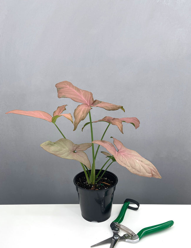 Plant Proper - Syngonium Pink Splash - 4" Pot