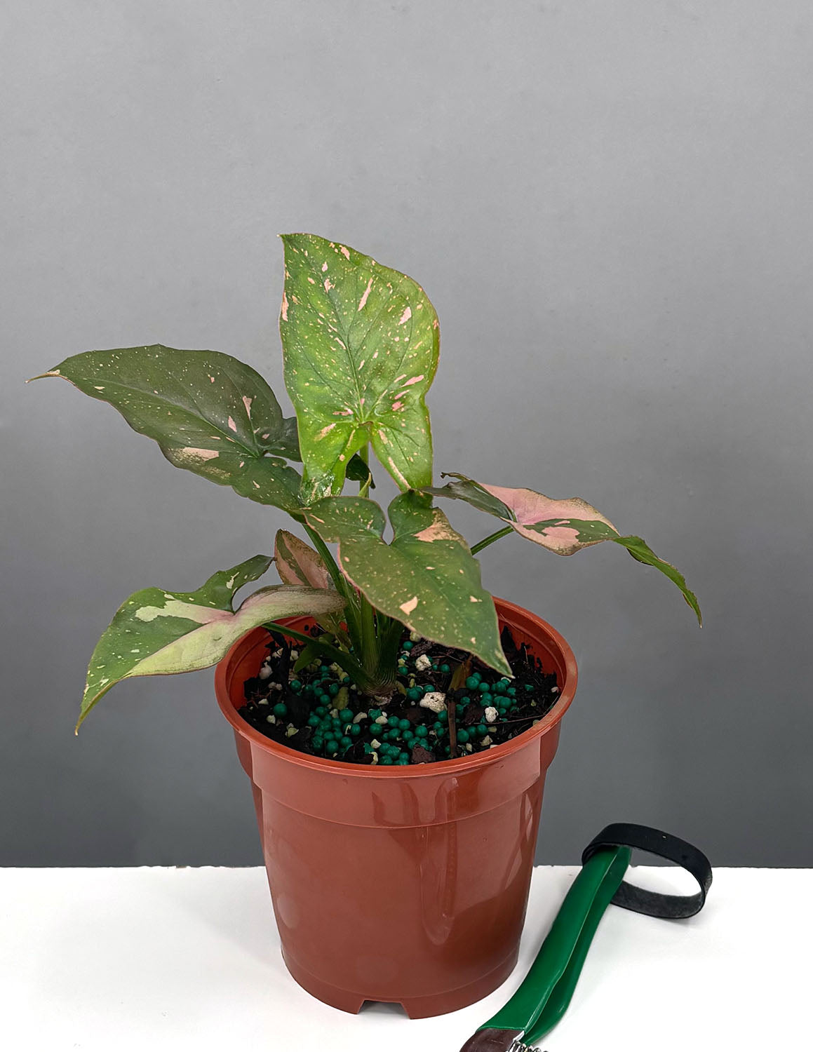 Variegated popular Syngonium Pink splash that looks like tricolor