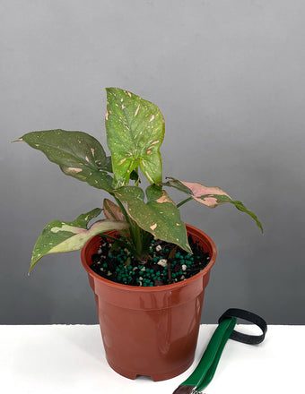 Syngonium Pink Splash Thai - Plant Proper - 4" Pot