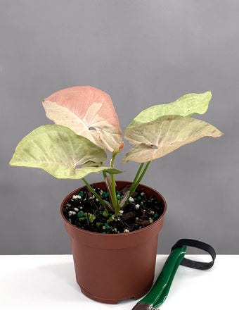 Syngonium Pink Spot - Plant Proper - 3" Pot