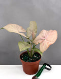Syngonium Pink Spot - Plant Proper - 3" Pot