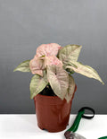 Syngonium Pink Spot - Plant Proper - 4" Pot