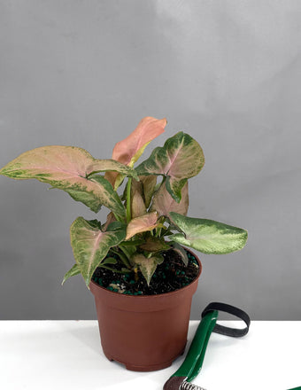 Syngonium SP - Plant Proper - 3" Pot