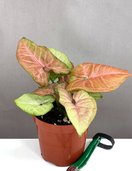 Syngonium Strawberry Milk - Plant Proper - 4" Pot
