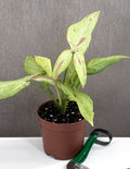 Syngonium Strawberry Milk - Plant Proper - 3" Pot