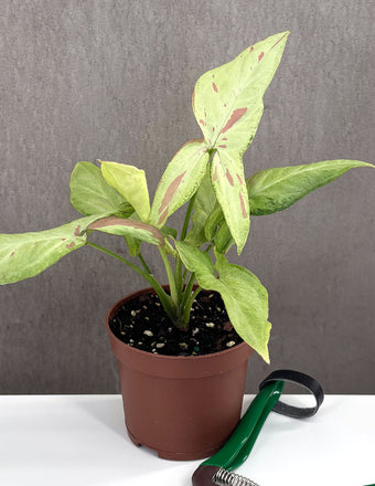 Syngonium Strawberry Milk - Plant Proper - 3" Pot