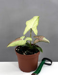 Syngonium Strawberry Milk - Plant Proper - 3" Pot