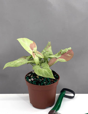 Syngonium Strawberry Milk - Plant Proper - 3" Pot