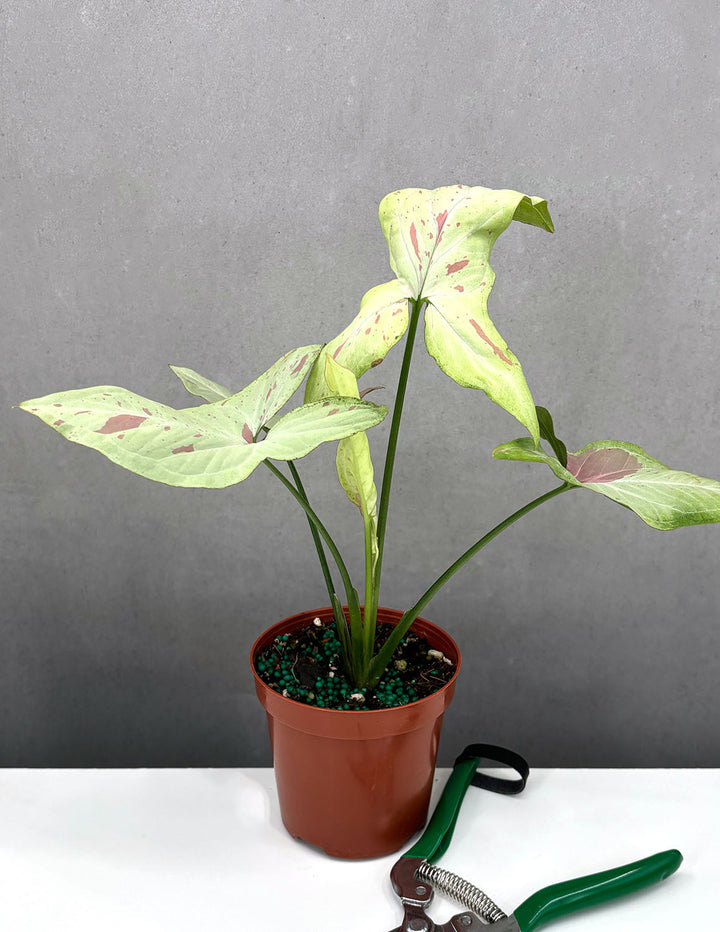Syngonium Strawberry Milk | Arrowhead Plant