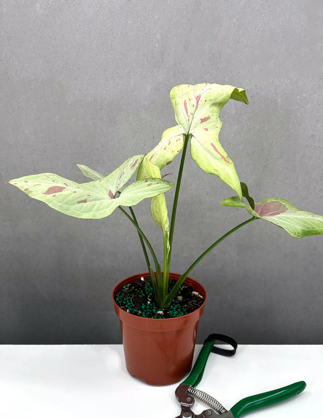 Syngonium Strawberry Milk