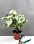 Syngonium Three Kings - Plant Proper - 4" Pot