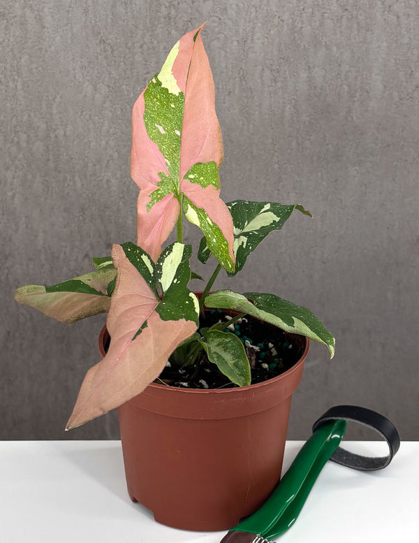 Syngonium Tricolor - Plant Proper - 3.5" Pot