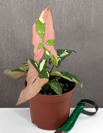 Syngonium Tricolor - Plant Proper - 3" Pot