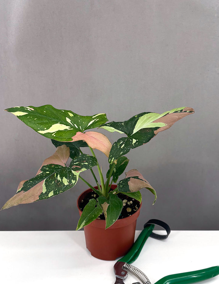 tri color house plant Syngonium Tricolor