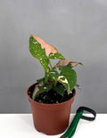 Syngonium Tricolor - Plant Proper - 3" Pot