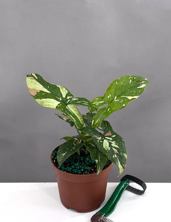 Syngonium Tricolor - Plant Proper - 3" Pot