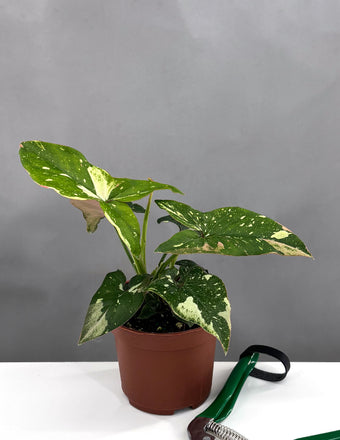 Syngonium Tricolor - Plant Proper -3" Pot