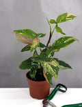 Syngonium Tricolor - Plant Proper - 3" Pot