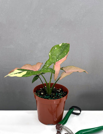 Syngonium Tricolor - Plant Proper - 4" Pot