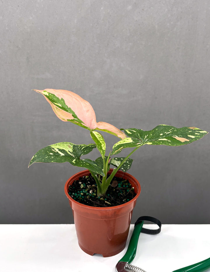 tricolor indoor plants Syngonium Tricolor