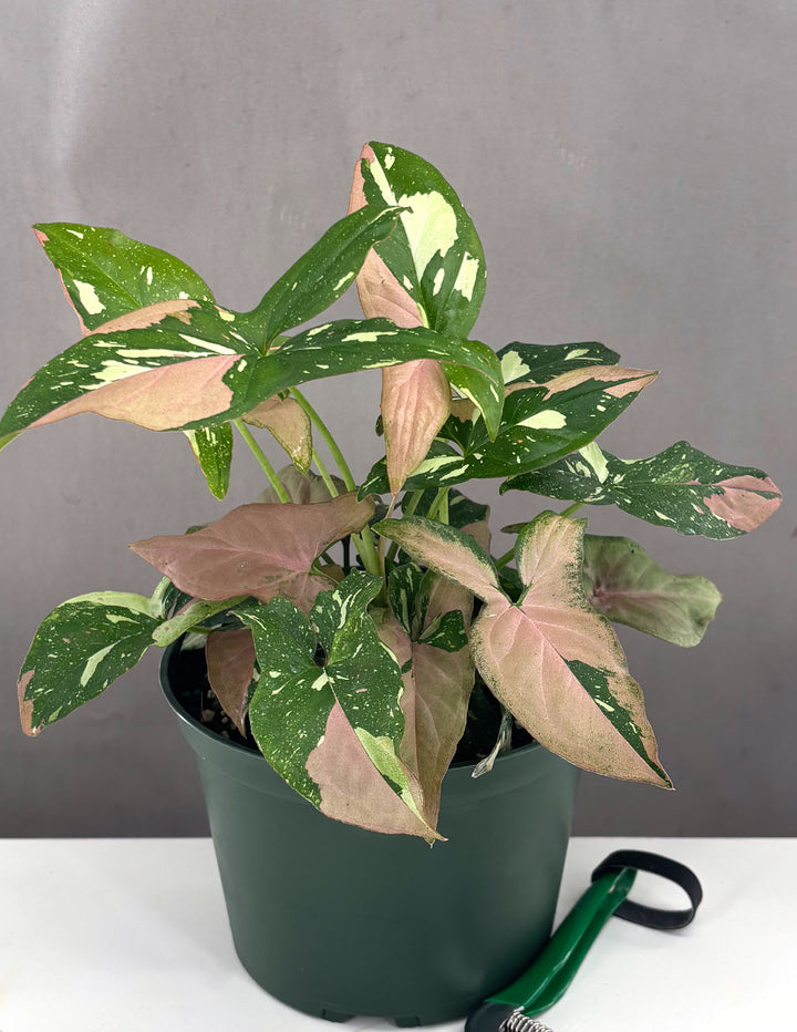 tricolor indoor plants Syngonium Tricolor Houseplants