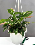 Syngonium Tricolor - Plant Proper - 6" Hanging Pot