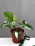 Syngonium Variegated - Plant Proper - 3" Pot