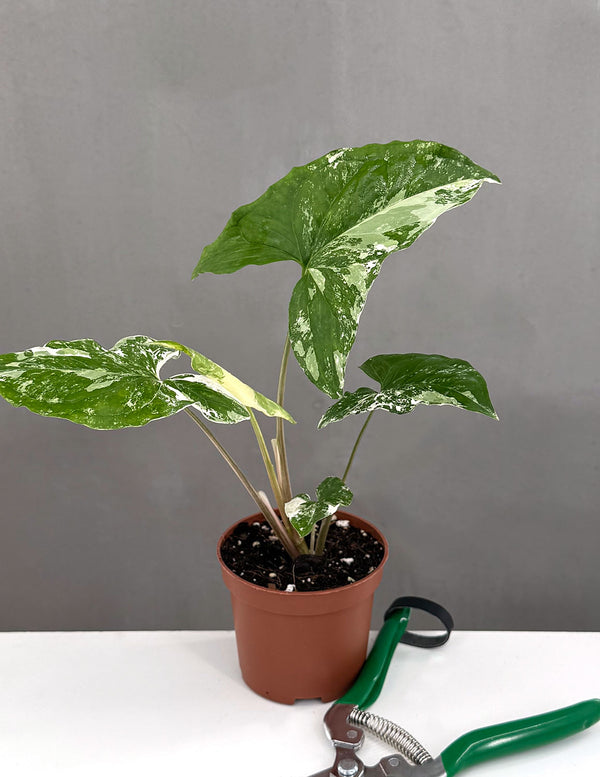 Syngonium Variegated - Plant Proper - 3" Pot