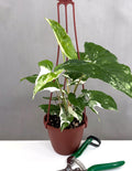 Syngonium Variegated - Plant Proper - 4" Hanging Pot