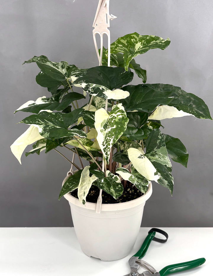 Syngonium Albo | Arrowhead Plant