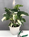 Syngonium Variegated - Plant Proper - 6" Hanging Pot