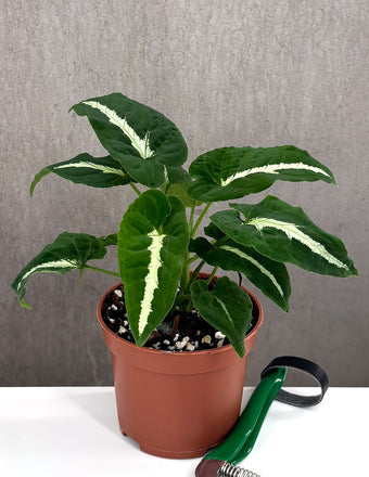 Syngonium Wendlandii - Plant Proper - 3" Pot